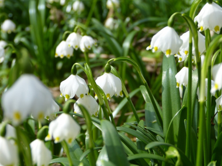 Bleduliště Jechovec u Staré Říše na Jihlavsku