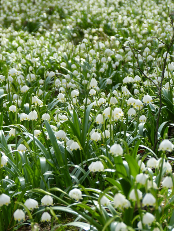 Bleduliště Jechovec u Staré Říše na Jihlavsku