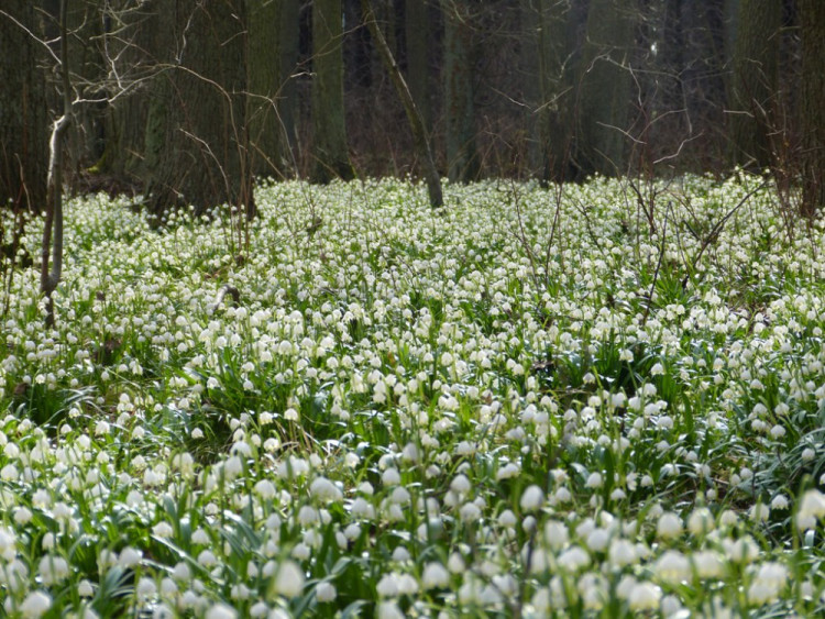 Bleduliště Jechovec u Staré Říše na Jihlavsku