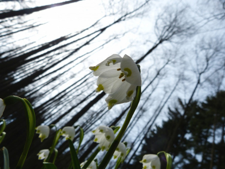 Bleduliště Jechovec u Staré Říše na Jihlavsku