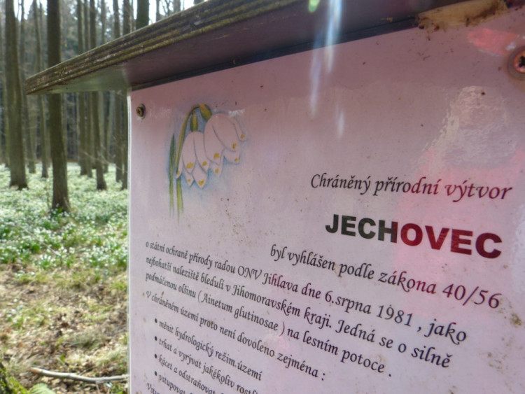 Bleduliště Jechovec u Staré Říše na Jihlavsku