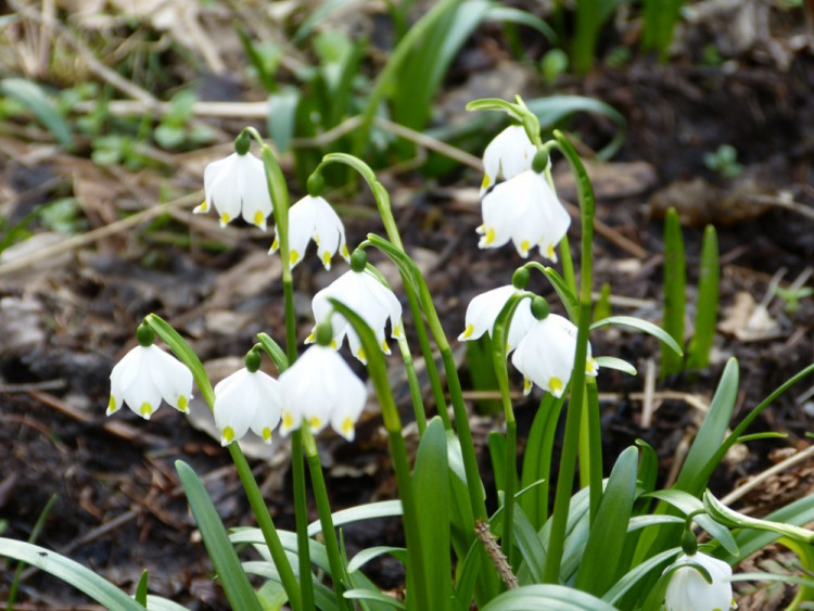 Bleduliště Jechovec u Staré Říše na Jihlavsku
