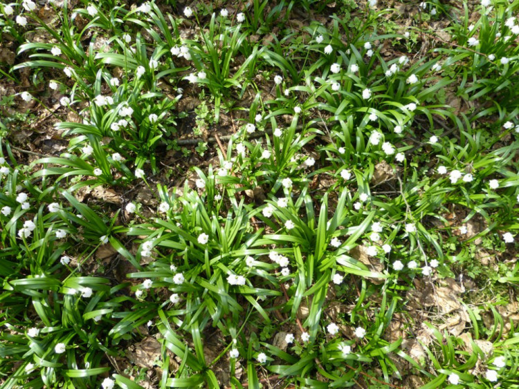 Bleduliště Jechovec u Staré Říše na Jihlavsku