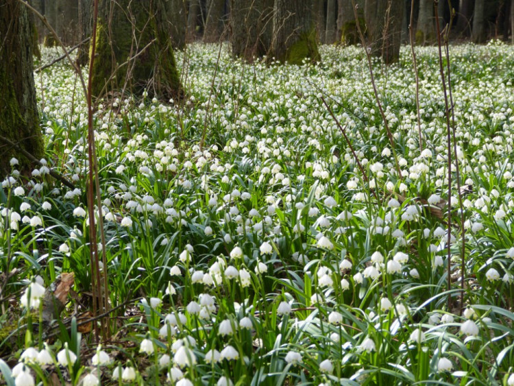 Bleduliště Jechovec u Staré Říše na Jihlavsku