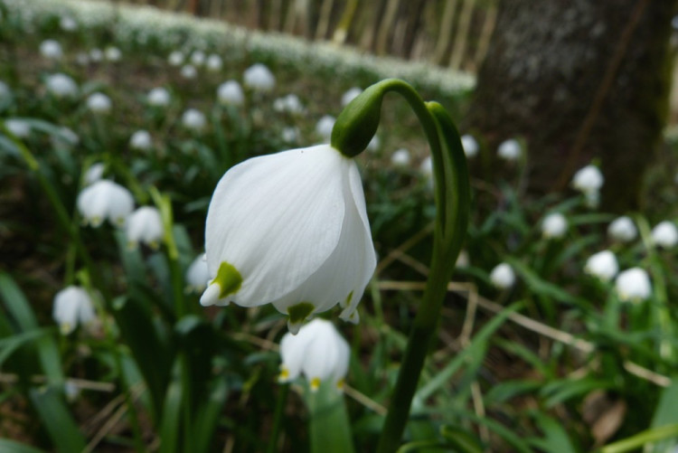 Bleduliště Jechovec u Staré Říše na Jihlavsku