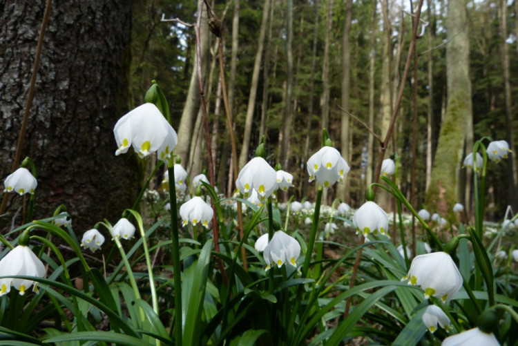 Bleduliště Jechovec u Staré Říše na Jihlavsku