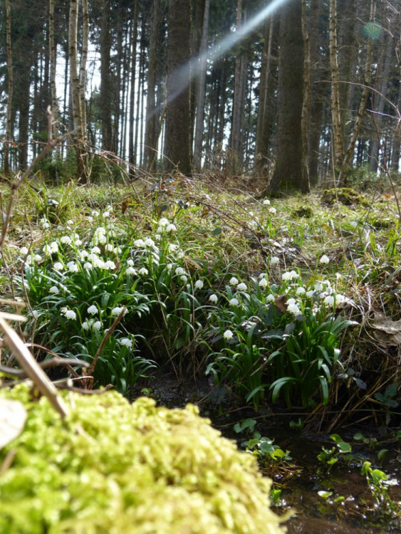Bleduliště Jechovec u Staré Říše na Jihlavsku