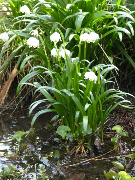 Bleduliště Jechovec u Staré Říše na Jihlavsku
