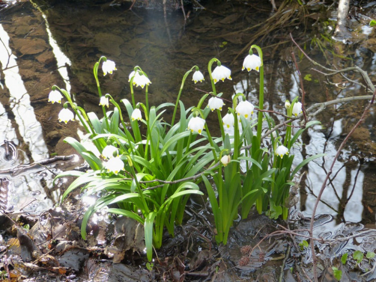 Bleduliště Jechovec u Staré Říše na Jihlavsku