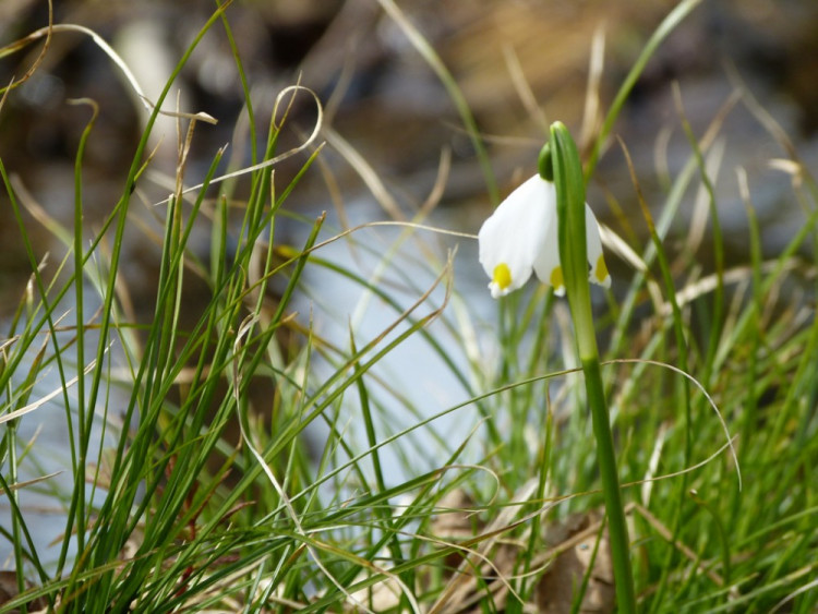 Bleduliště Jechovec u Staré Říše na Jihlavsku