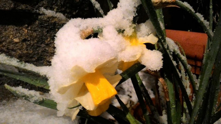 Zuzana Žabža Šortnerova 