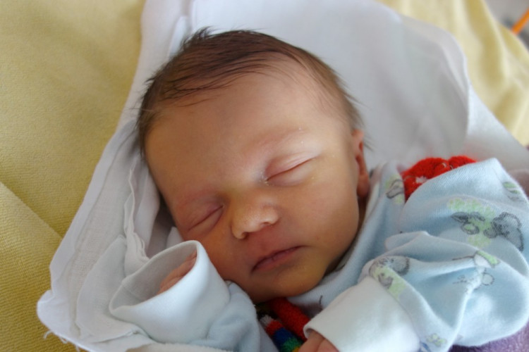 Denisa Hohenbergerová