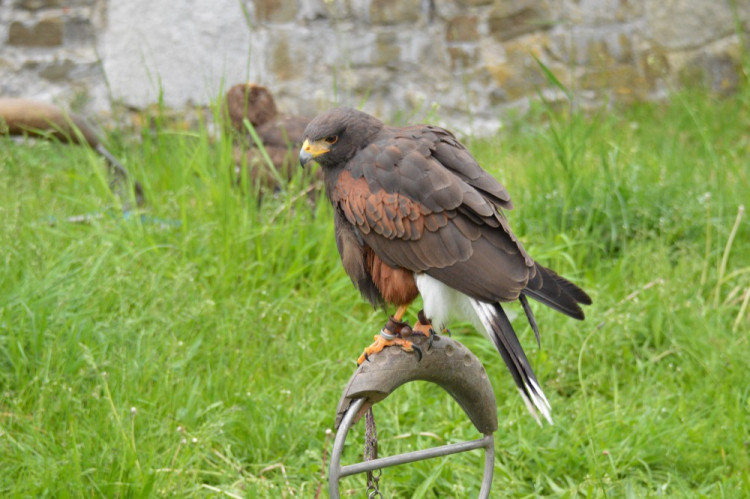 FOTOGALERIE: Na Helfštýně řinčí meče, koná se tam Festival vojenské historie