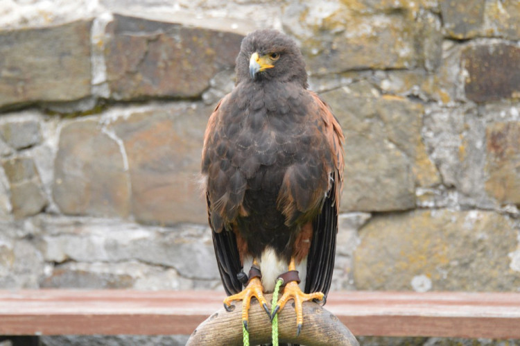 FOTOGALERIE: Na Helfštýně řinčí meče, koná se tam Festival vojenské historie