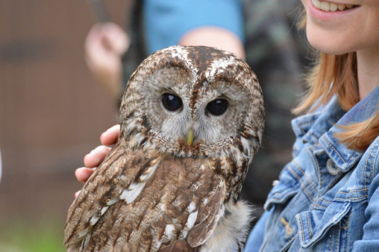FOTOGALERIE: Na Helfštýně řinčí meče, koná se tam Festival vojenské historie