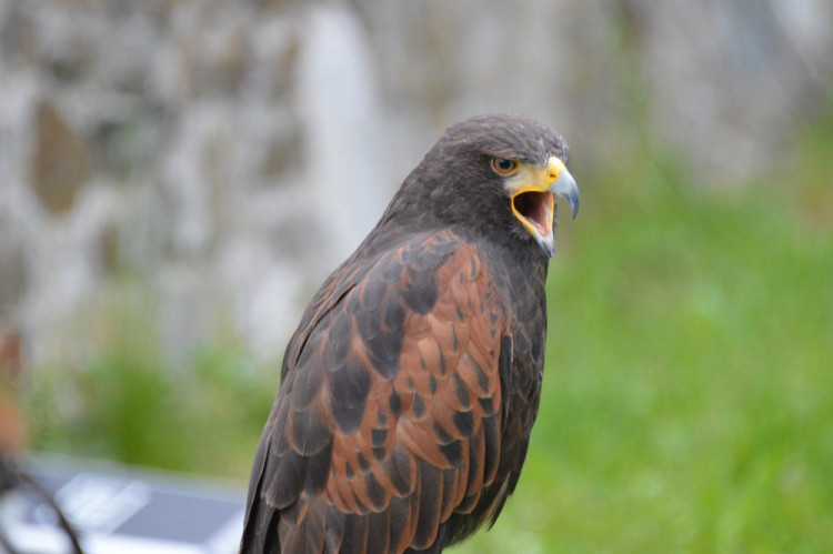 FOTOGALERIE: Na Helfštýně řinčí meče, koná se tam Festival vojenské historie