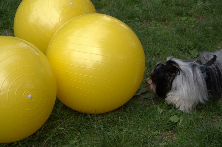 Lužánky patřily v neděli pejskům, Autor: Martin Šeda