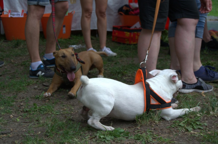 Lužánky patřily v neděli pejskům, Autor: Martin Šeda