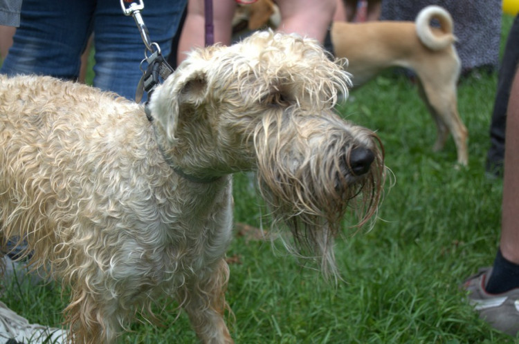 Lužánky patřily v neděli pejskům, Autor: Martin Šeda