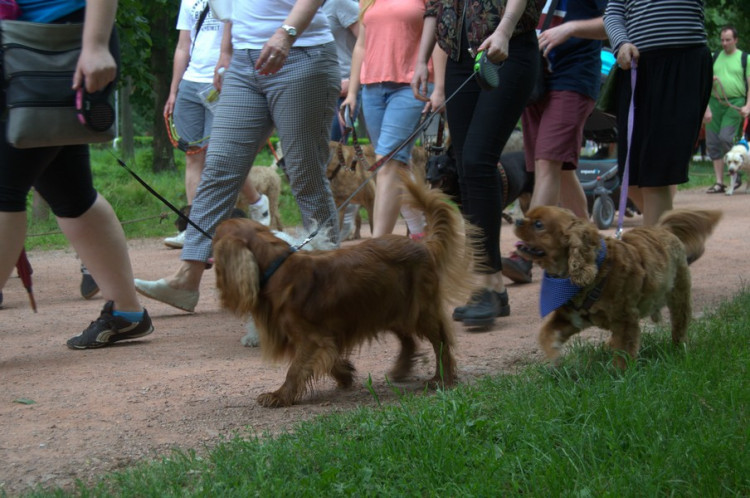 Lužánky patřily v neděli pejskům, Autor: Martin Šeda