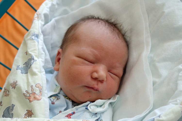 Honetschläger Marek