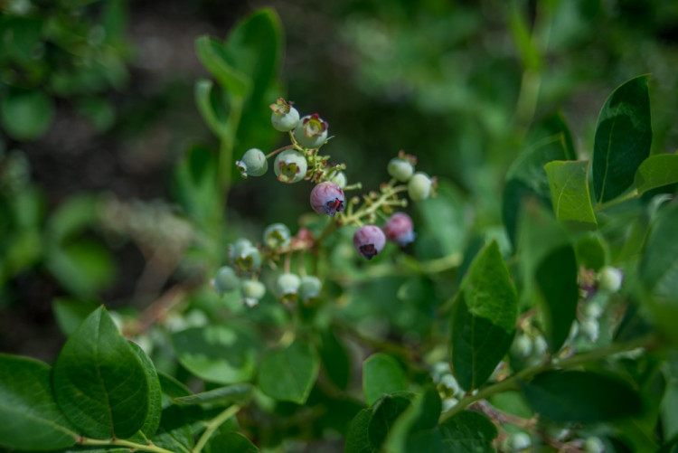 13. ročník Borůvkobraní