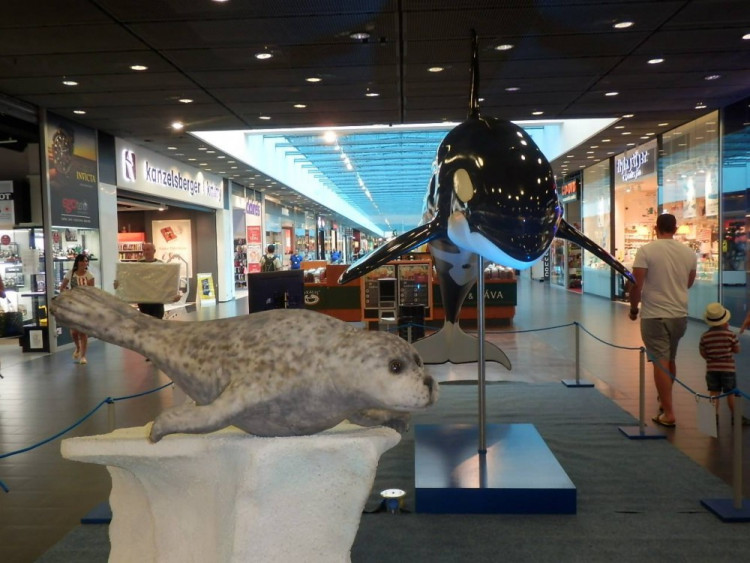 Výstava Obři oceánů v jihlavském City Parku