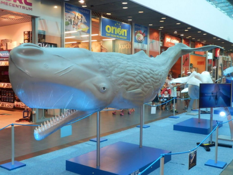 Výstava Obři oceánů v jihlavském City Parku