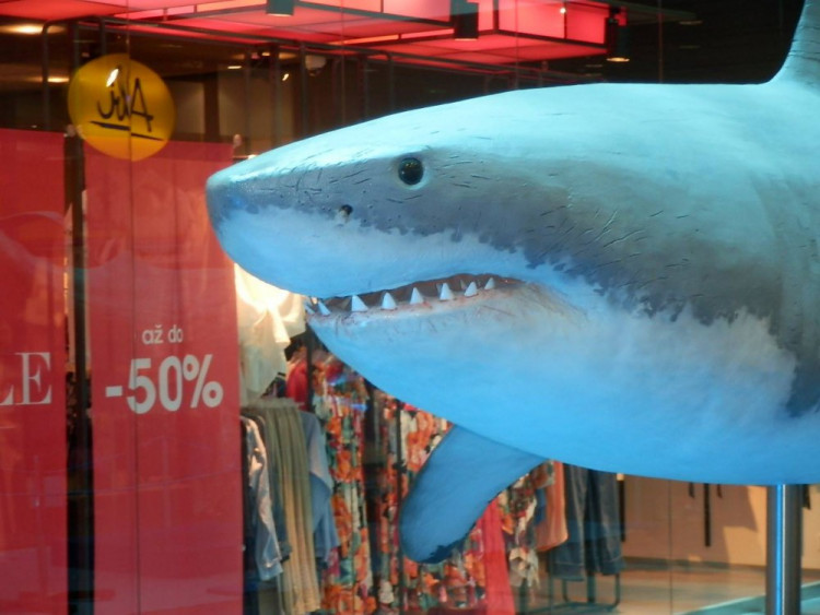 Výstava Obři oceánů v jihlavském City Parku