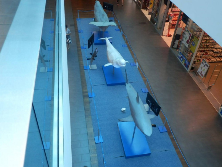 Výstava Obři oceánů v jihlavském City Parku