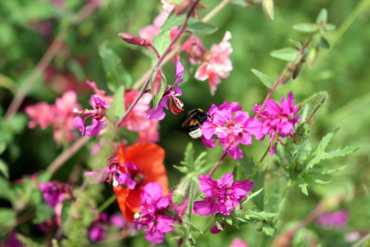Letničky v Jihlavě