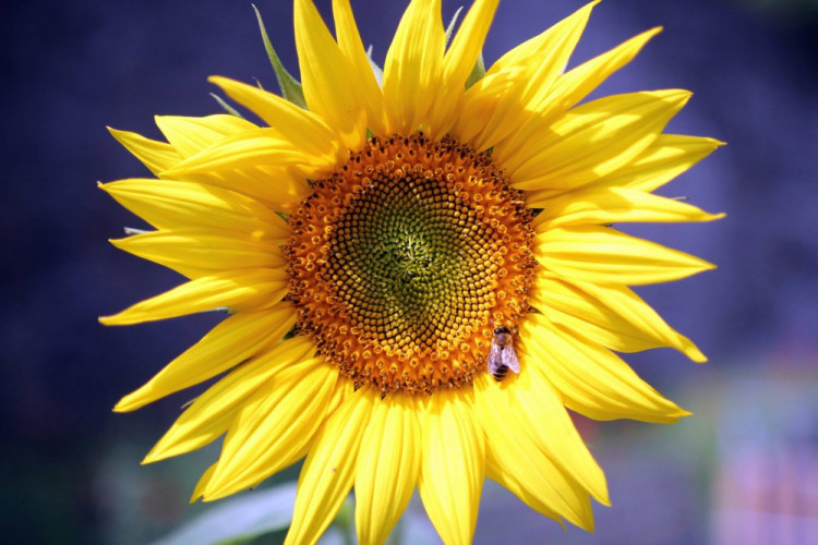 Letničky v Jihlavě