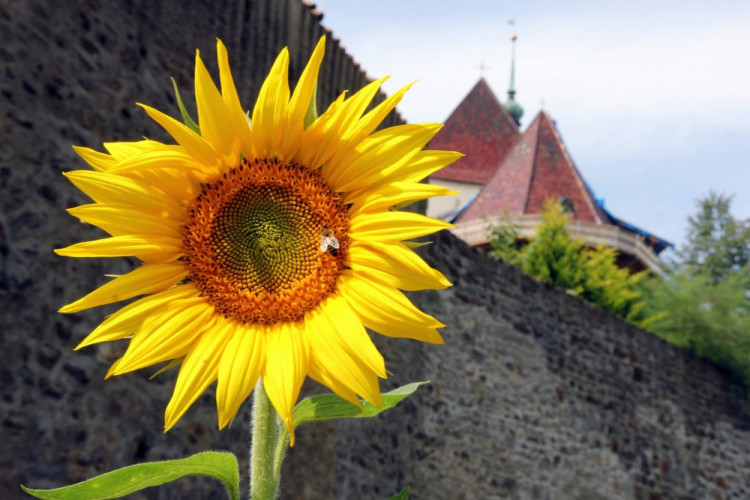 Letničky v Jihlavě