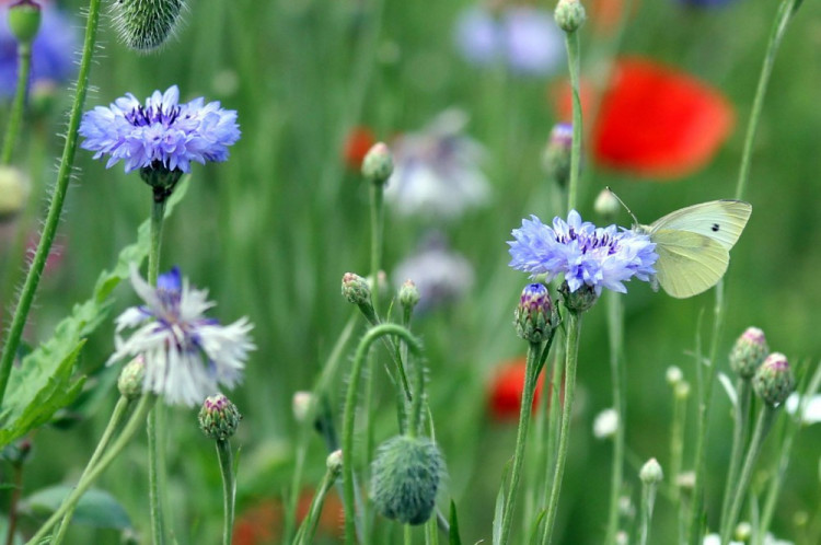 Letničky v Jihlavě