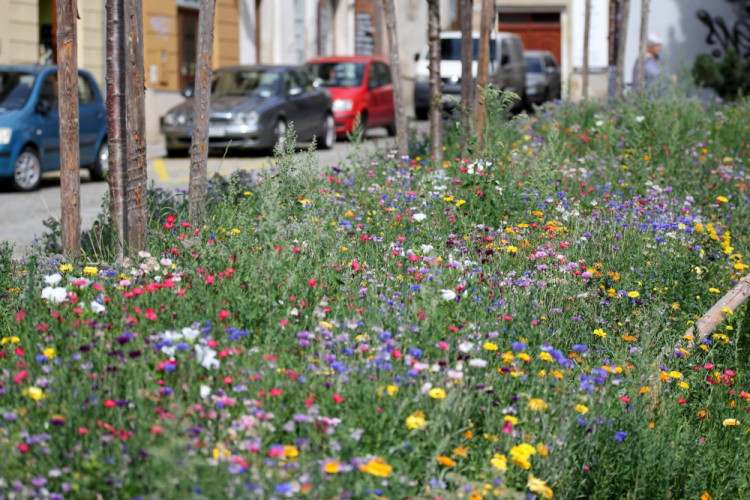 Letničky v Jihlavě