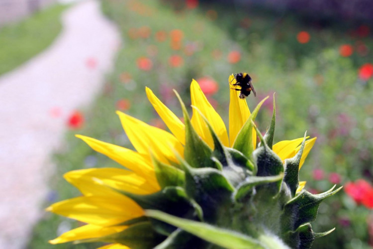 Letničky v Jihlavě