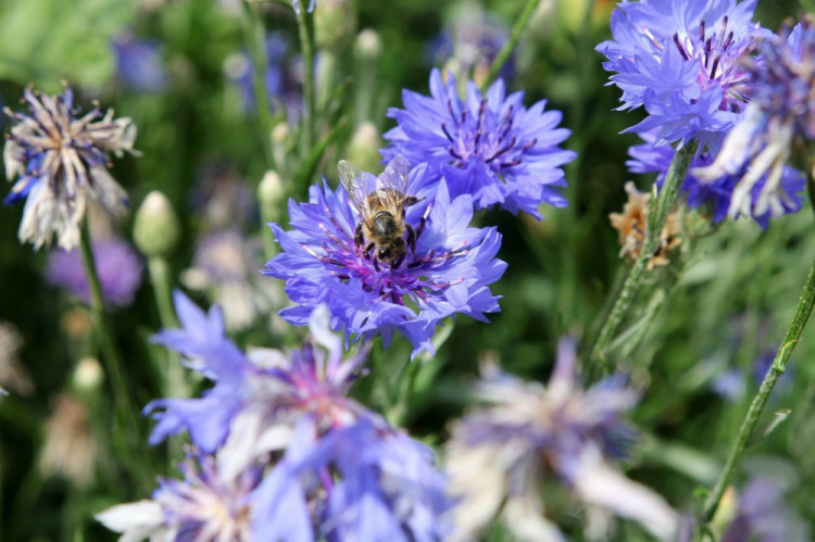 Letničky v Jihlavě
