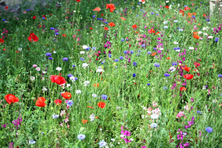 Letničky v Jihlavě