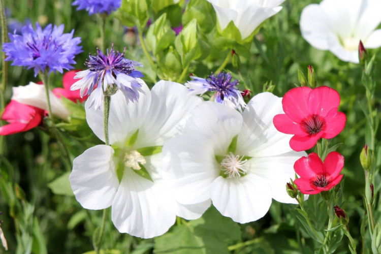 Letničky v Jihlavě