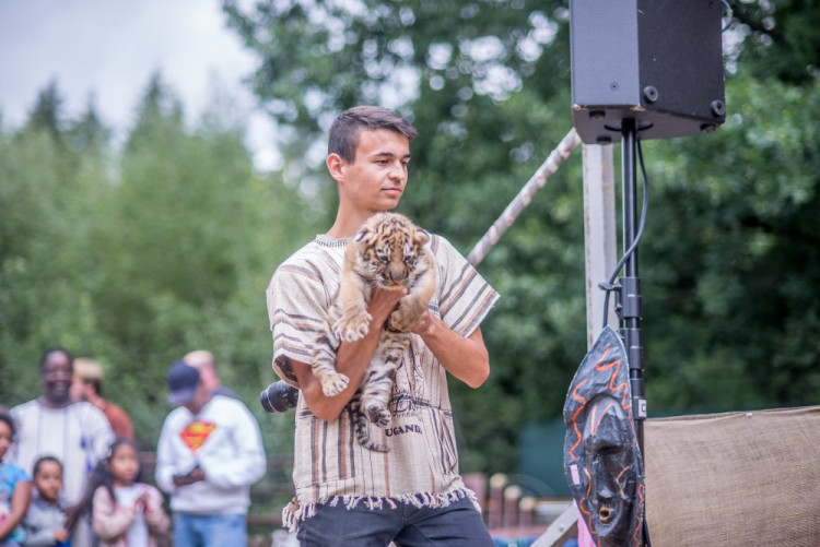 Křest tygra ussurijského. Herec Jan Potměšil mu dal jméno Othello