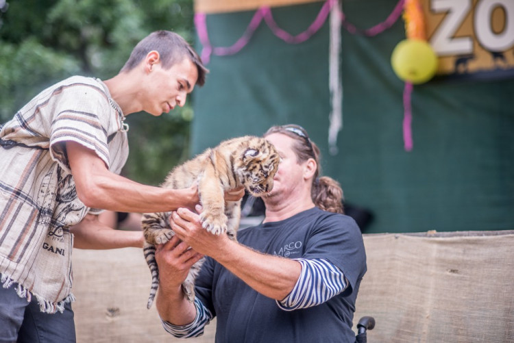 Křest tygra ussurijského. Herec Jan Potměšil mu dal jméno Othello