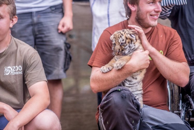Křest tygra ussurijského. Herec Jan Potměšil mu dal jméno Othello