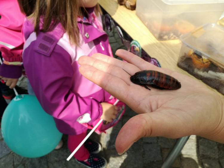 Dožínky - Den zemědělců a potravinářů v Jihlavě