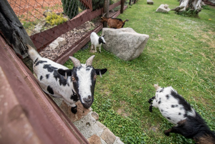 Zahradnictví, které baví. Ve Stříteži si na své přijdou velcí i malí