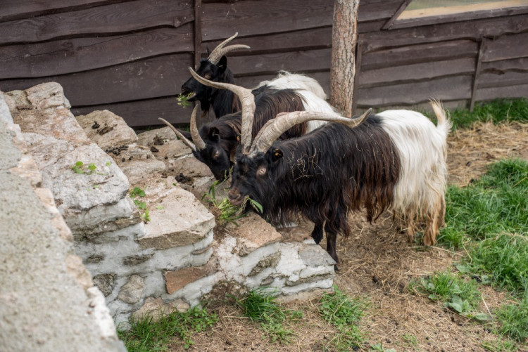 Zahradnictví, které baví. Ve Stříteži si na své přijdou velcí i malí