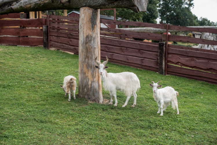 Zahradnictví, které baví. Ve Stříteži si na své přijdou velcí i malí