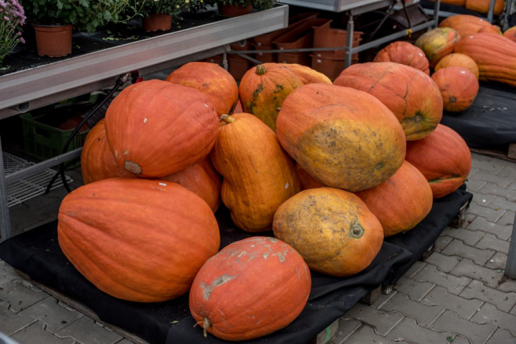 Zahradnictví, které baví. Ve Stříteži si na své přijdou velcí i malí