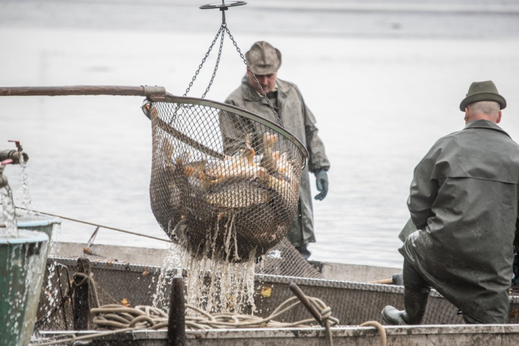 Slavnostní výlov Rožmberku je za námi. Akce přílákala masy lidí