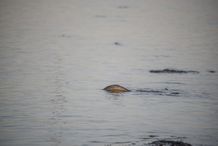Slavnostní výlov Rožmberku je za námi. Akce přílákala masy lidí