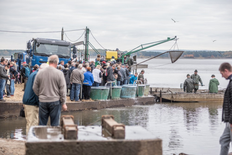 Slavnostní výlov Rožmberku je za námi. Akce přílákala masy lidí